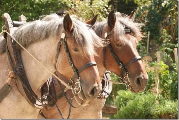 Zaumzeug Zugpferd Leder ideal Reitsport