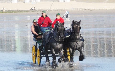 Leather leash draft horse, single or double pair